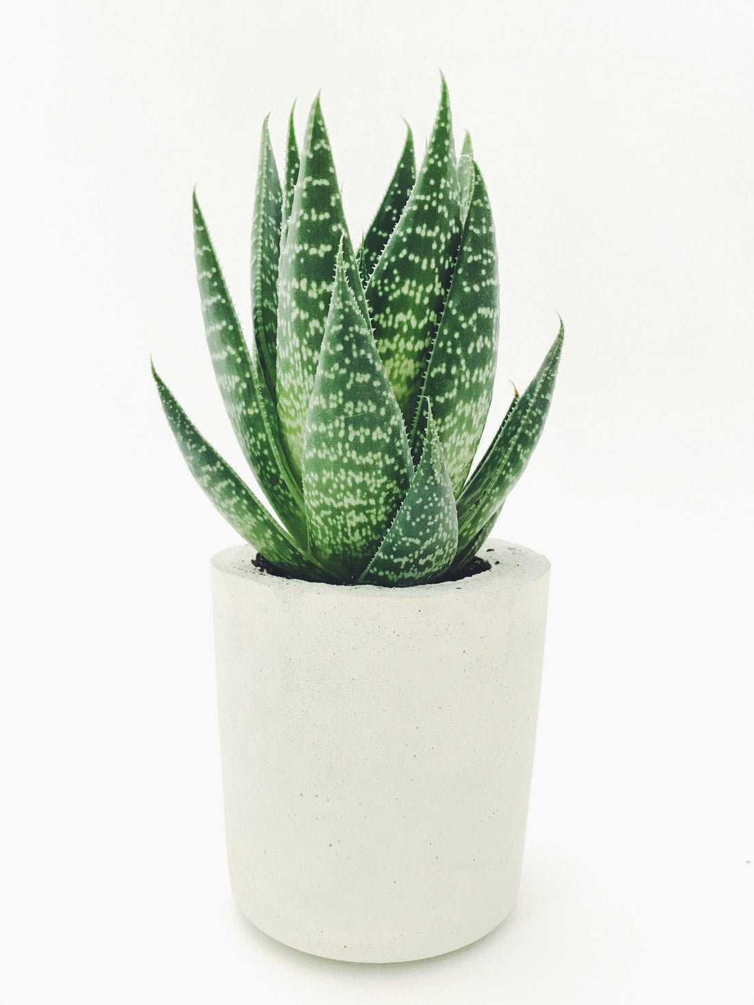 Single-Pot Plant Stands: Simple Ways to Create a Cleaner Plant Display