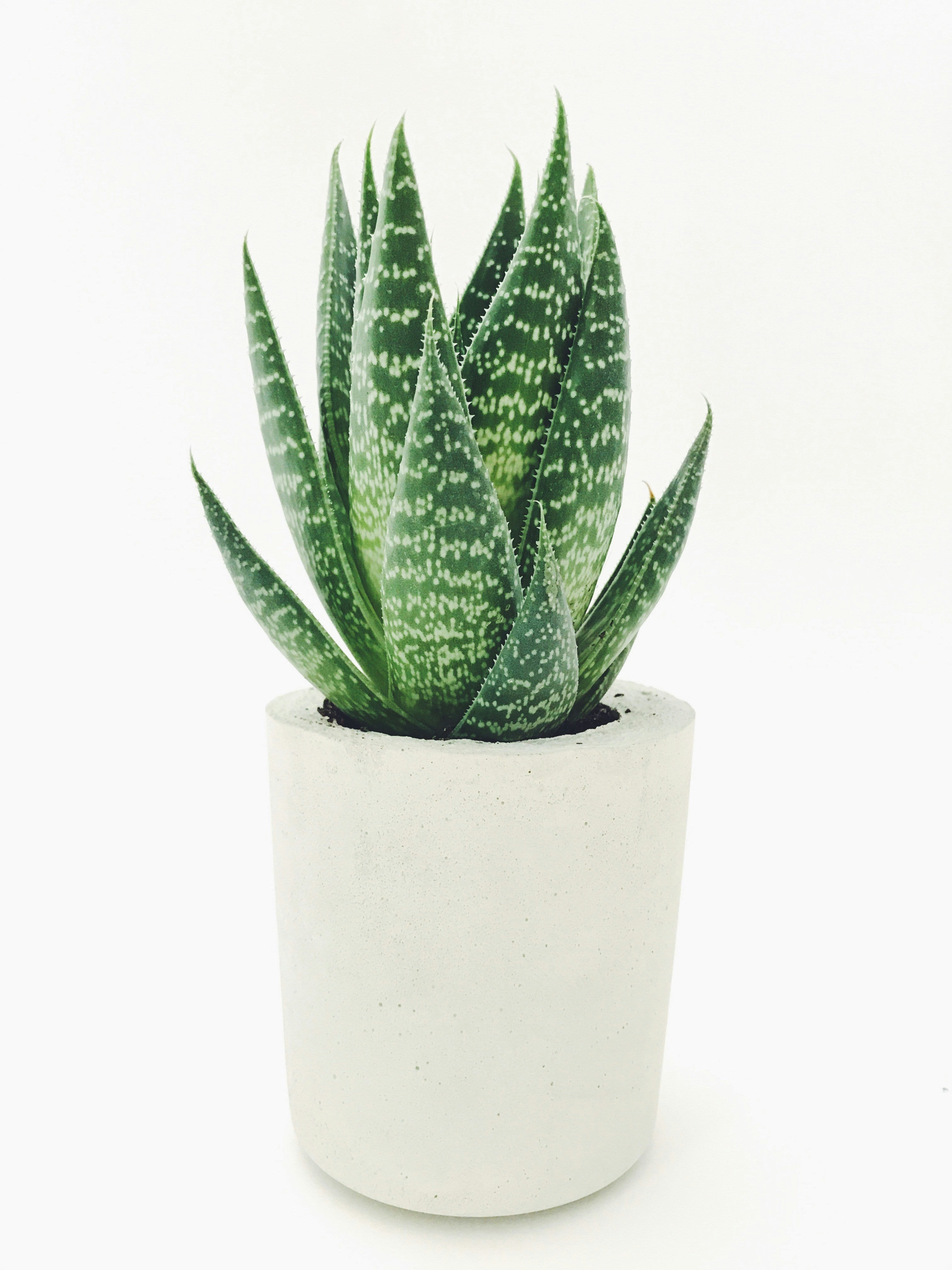 Single-Pot Plant Stands: Simple Ways to Create a Cleaner Plant Display