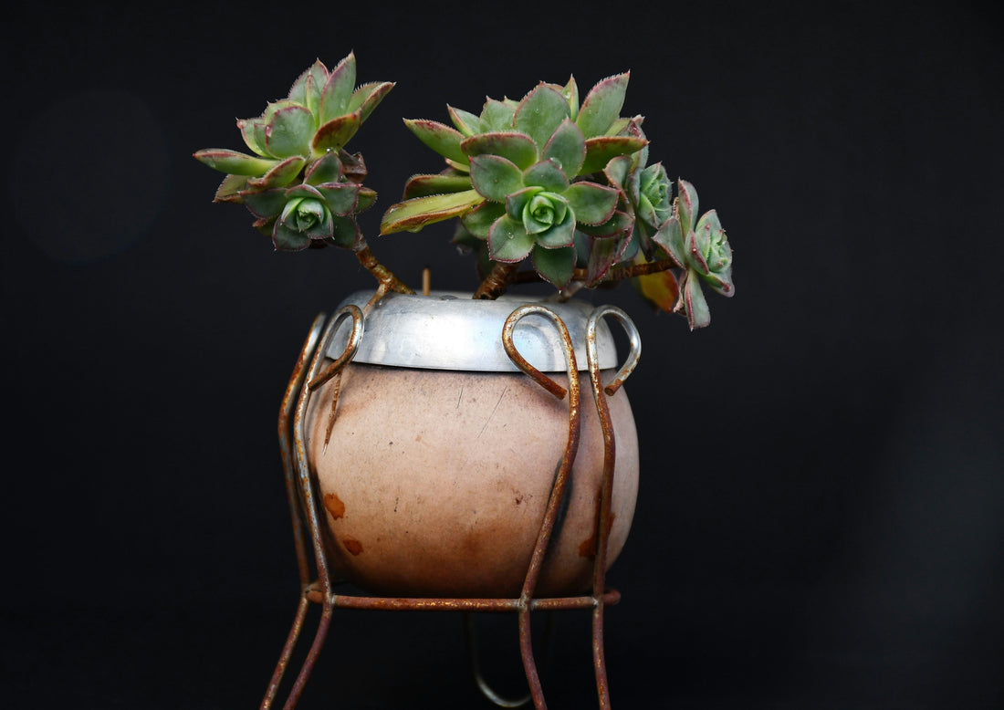 Decorative Iron Plant Stands: How to Style Bronze, Black, and Champagne Finishes