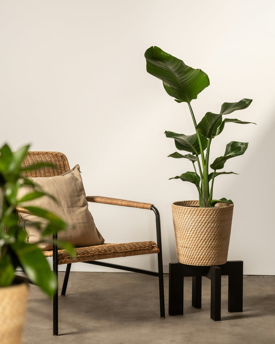 Best Locations for Small Metal Plant Stands Around the Home
