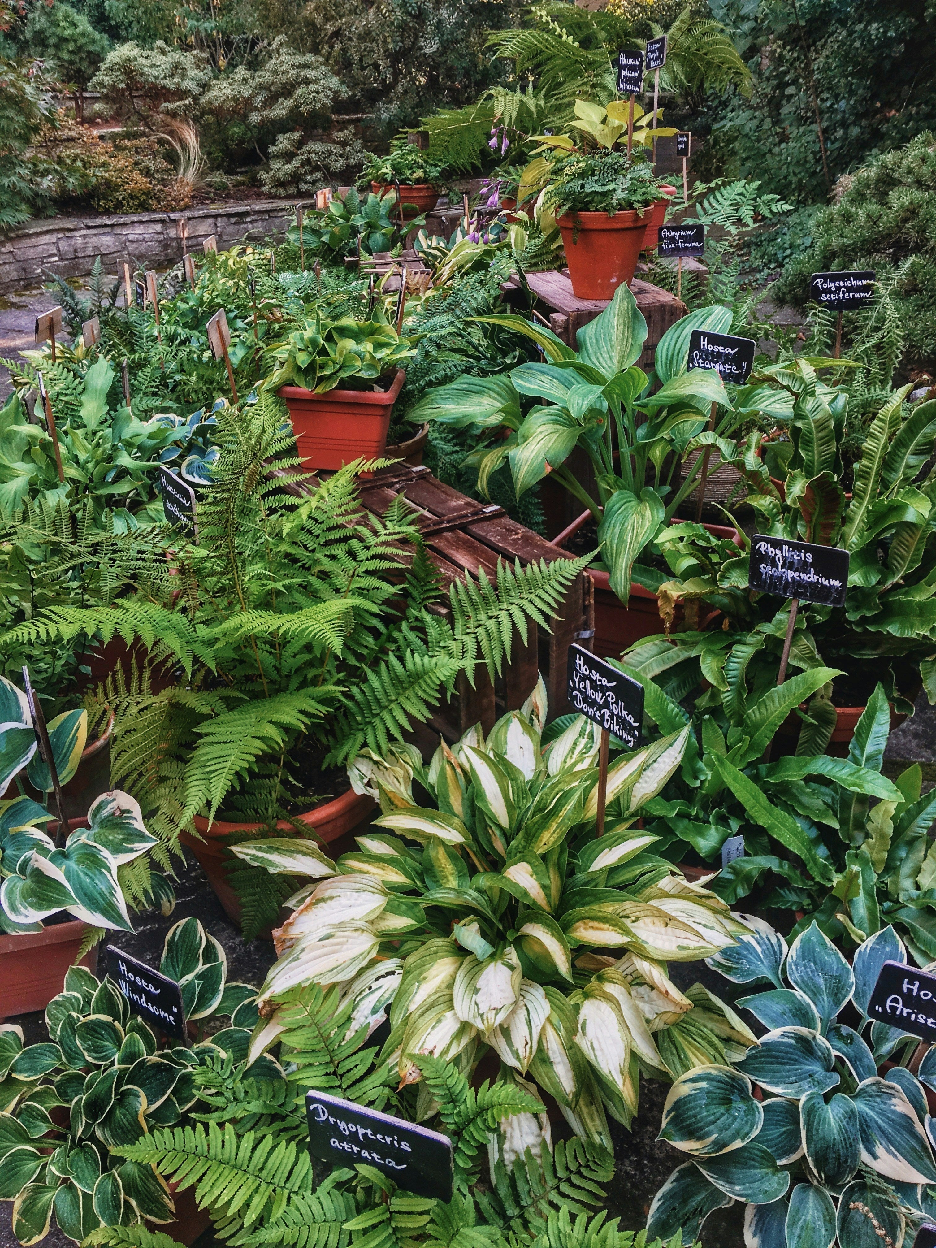 Two-Tier Plant Stands: A Practical Guide for Compact Plant Collections