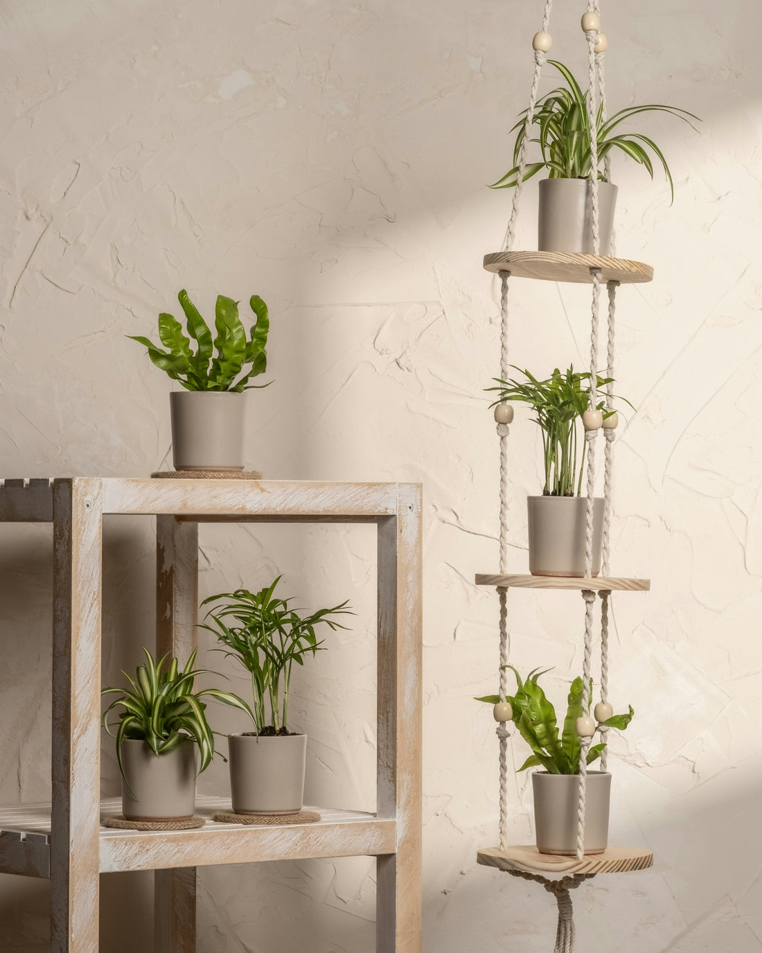 Three-Tier Plant Stands: How to Arrange Plants by Height and Light Needs