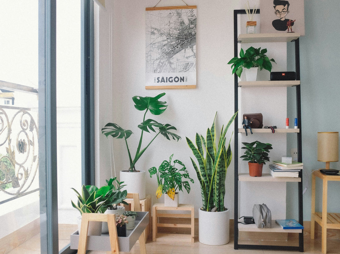 Four-Tier Plant Shelves: How to Build a Vertical Indoor Garden Display