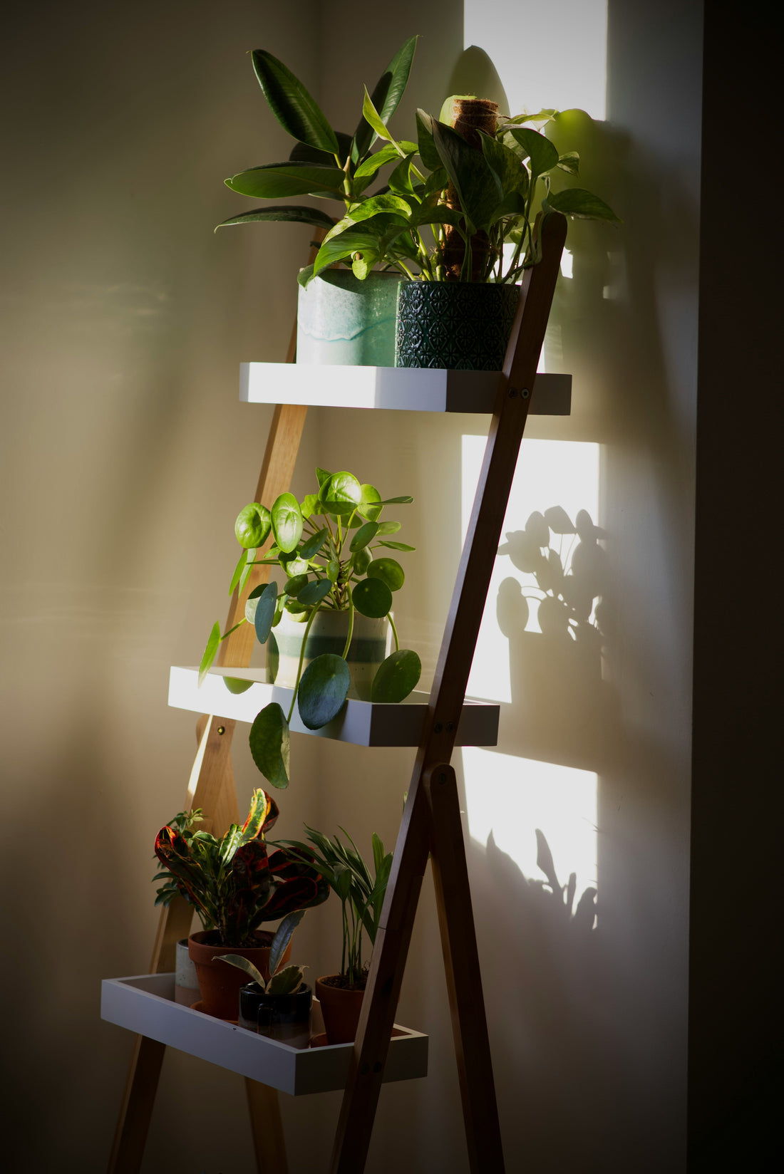 Eight-Tier Plant Stands: Planning a Large Multi-Plant Display Without Clutter