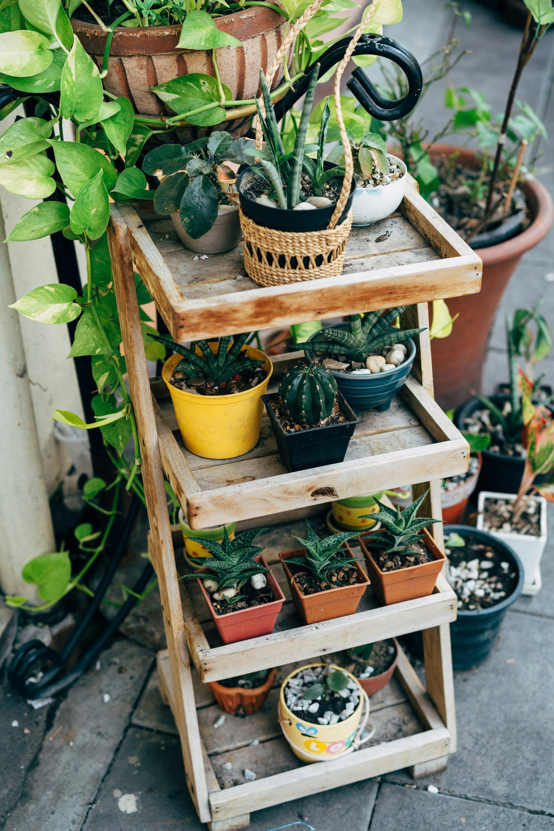 Multi-Tier Plant Stand Buying Guide: Shelf Spacing, Pot Size, and Room Layout