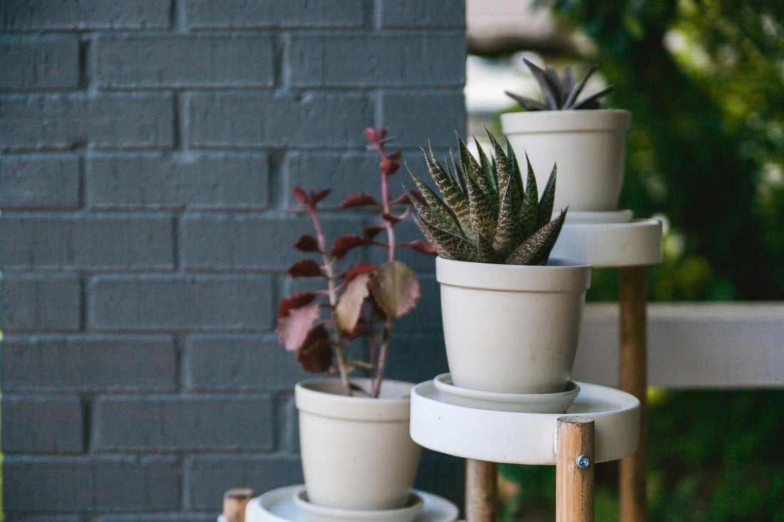 Tall Corner Plant Stands: How to Use Empty Corners for Vertical Greenery