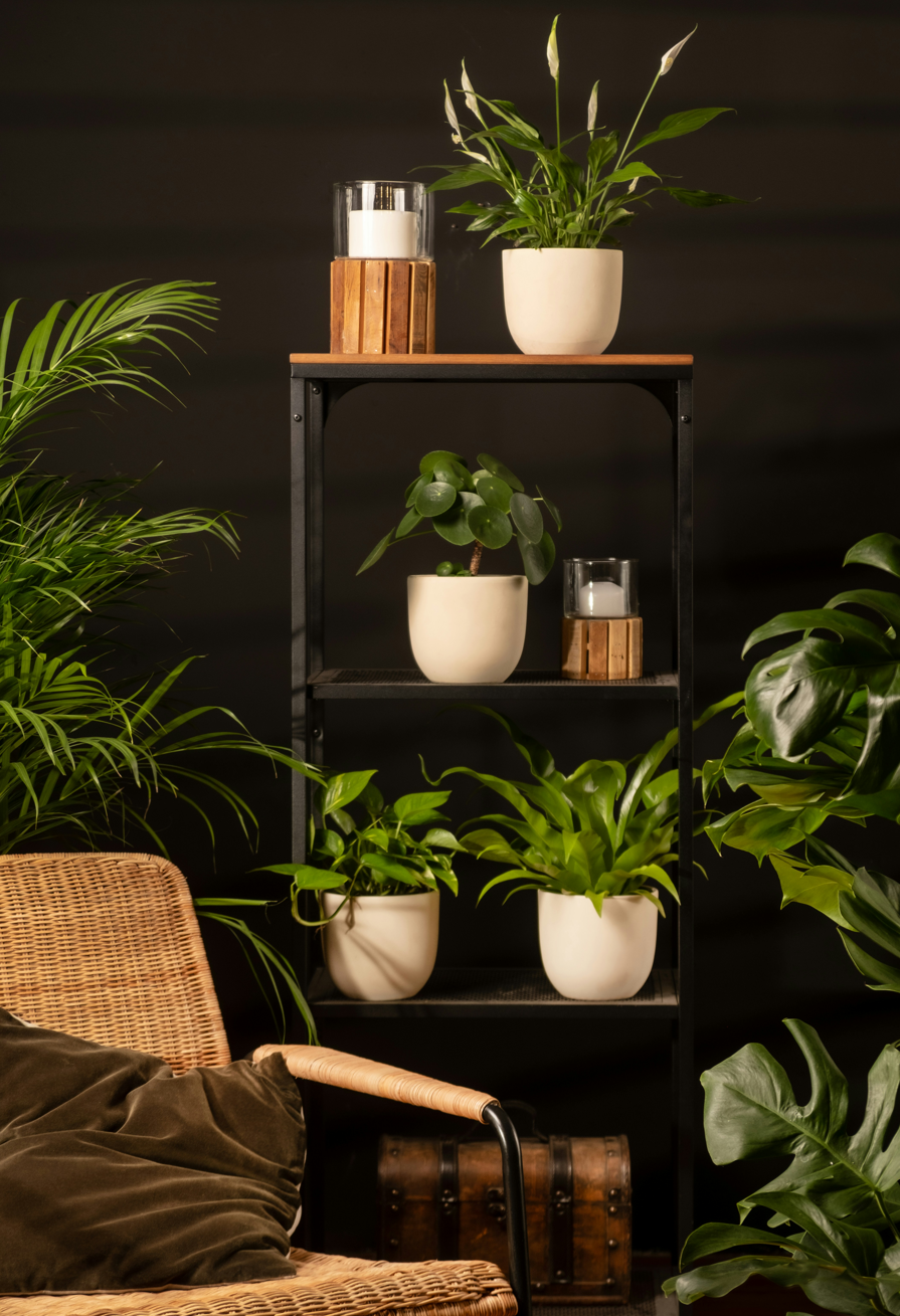 Narrow Plant Stands: Space-Saving Ideas for Apartments and Small Rooms