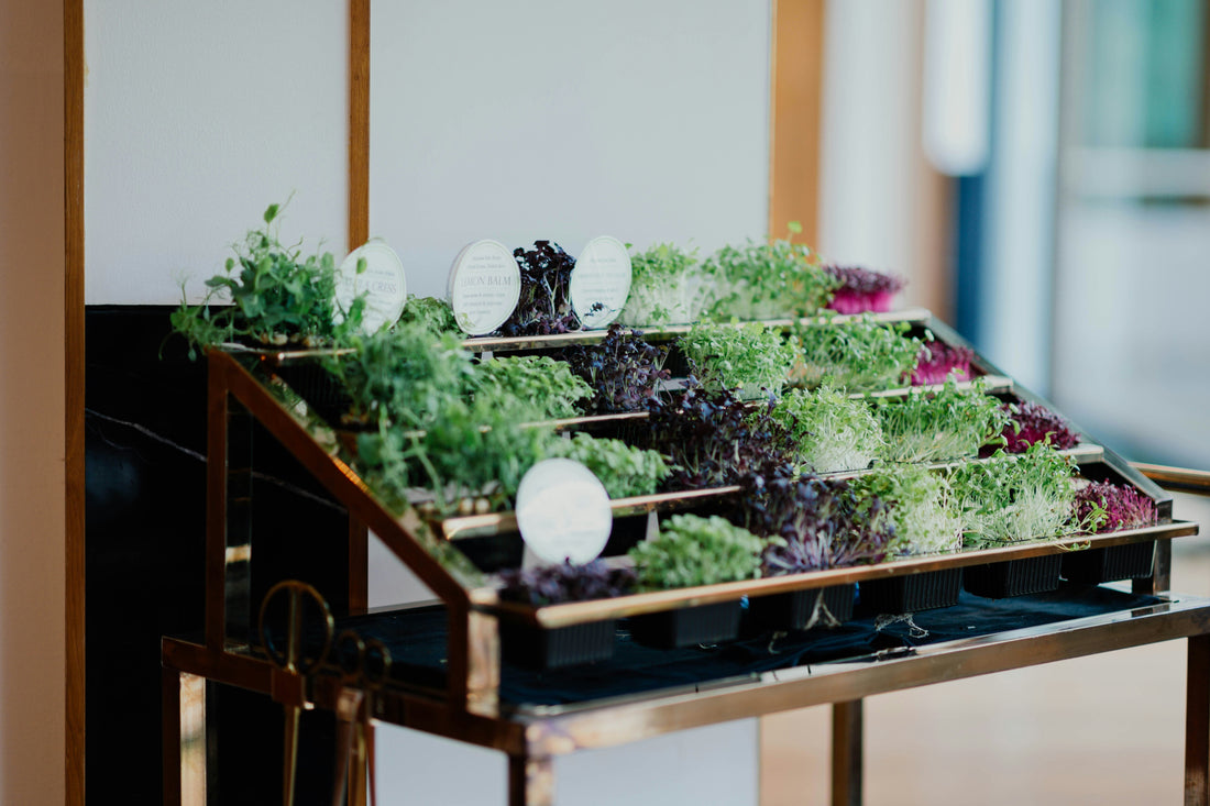Plant Stands with Wheels: What to Consider Before Buying a Rolling Display