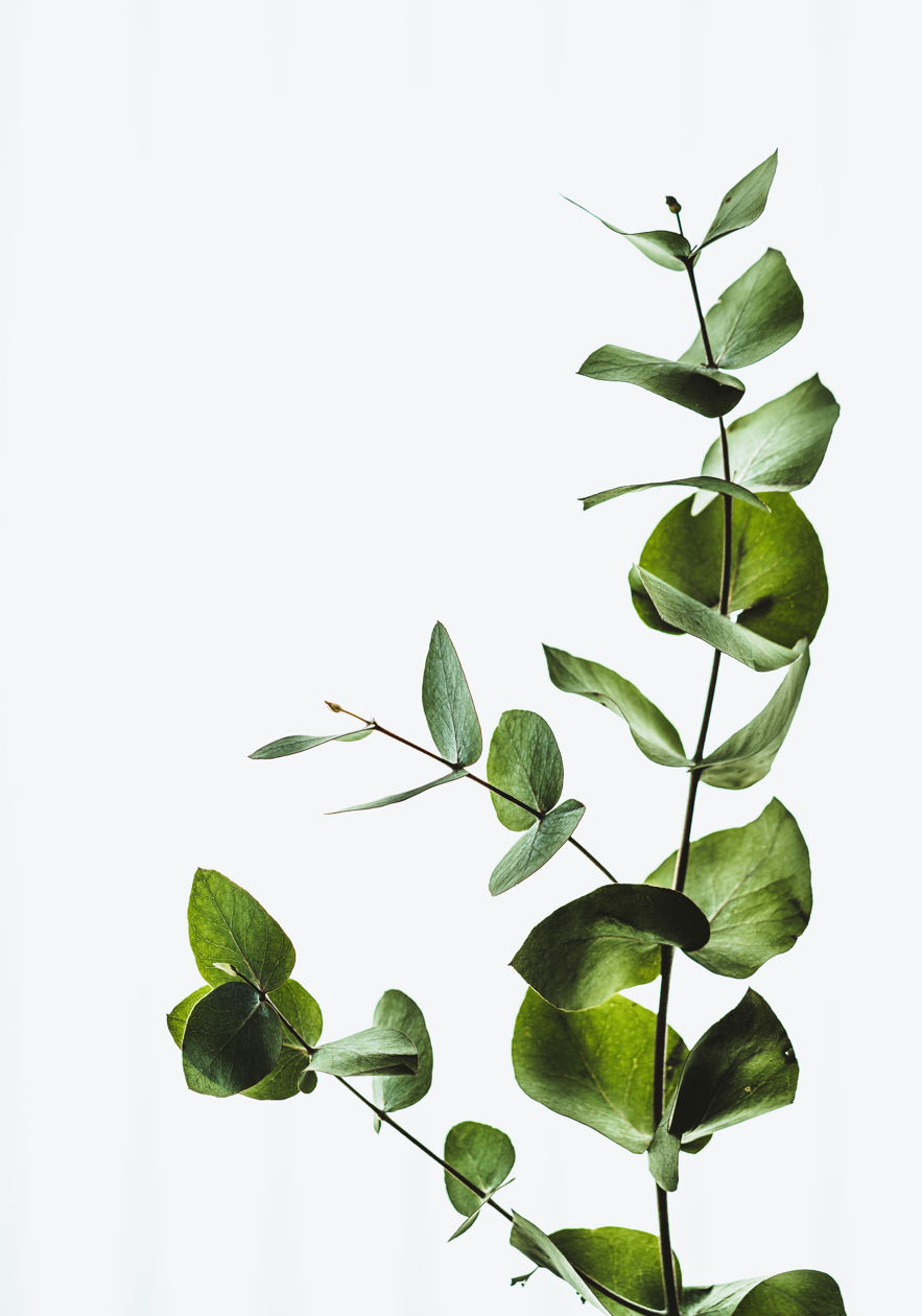 How to Use Wheeled Plant Stands for Easier Cleaning and Plant Care