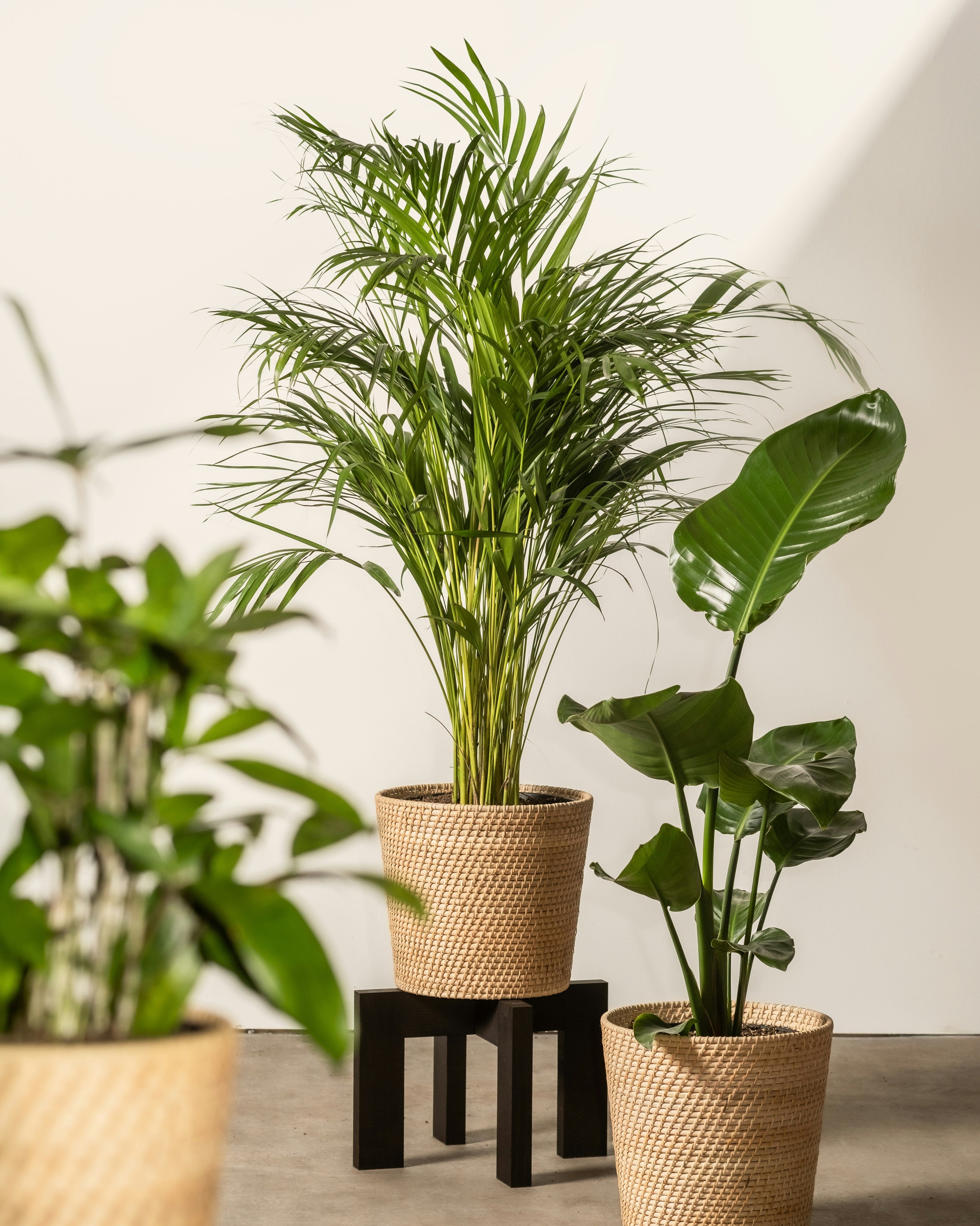 Plant Stands with Casters: Floor Type, Locking Wheels, and Weight Distribution