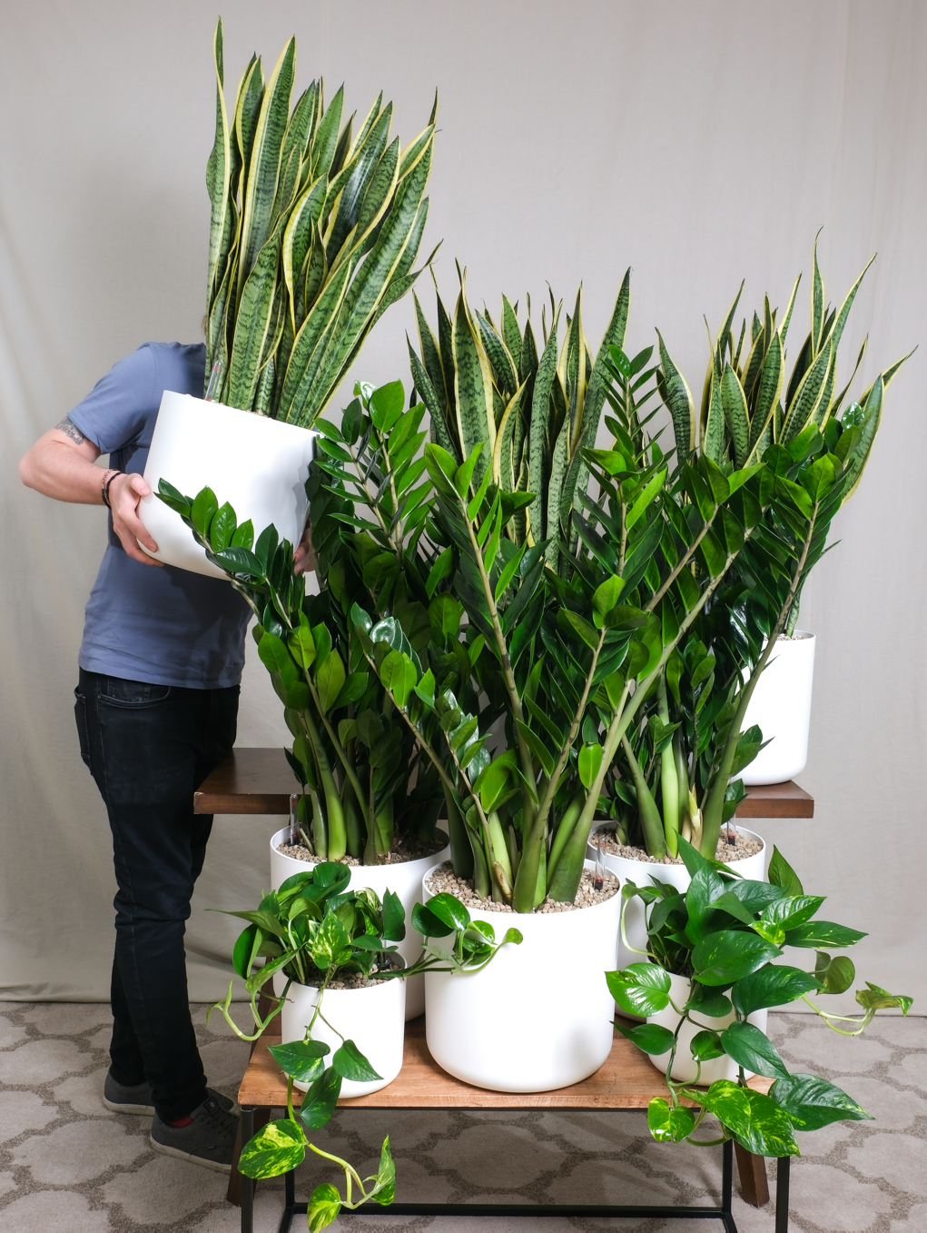 One-Tier Rolling Plant Stands: Practical Uses for Windows, Patios, and Garden Rooms