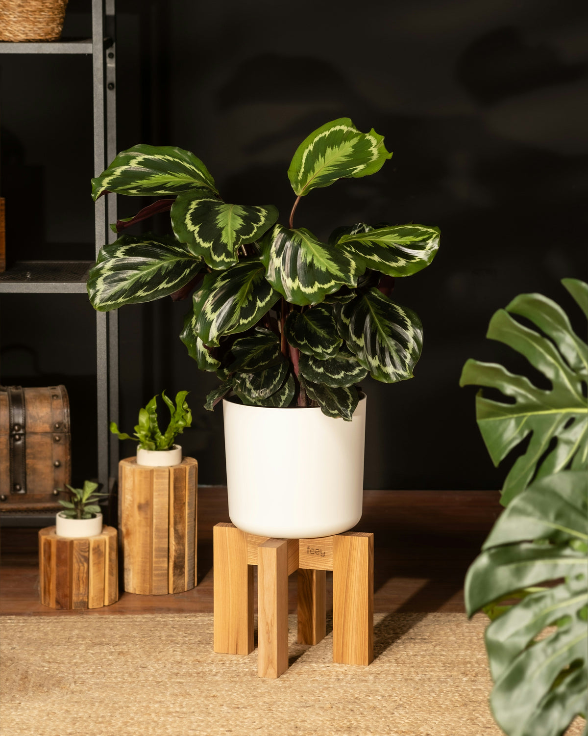 Decorative Pedestal Plant Stands: How to Highlight a Single Statement Plant