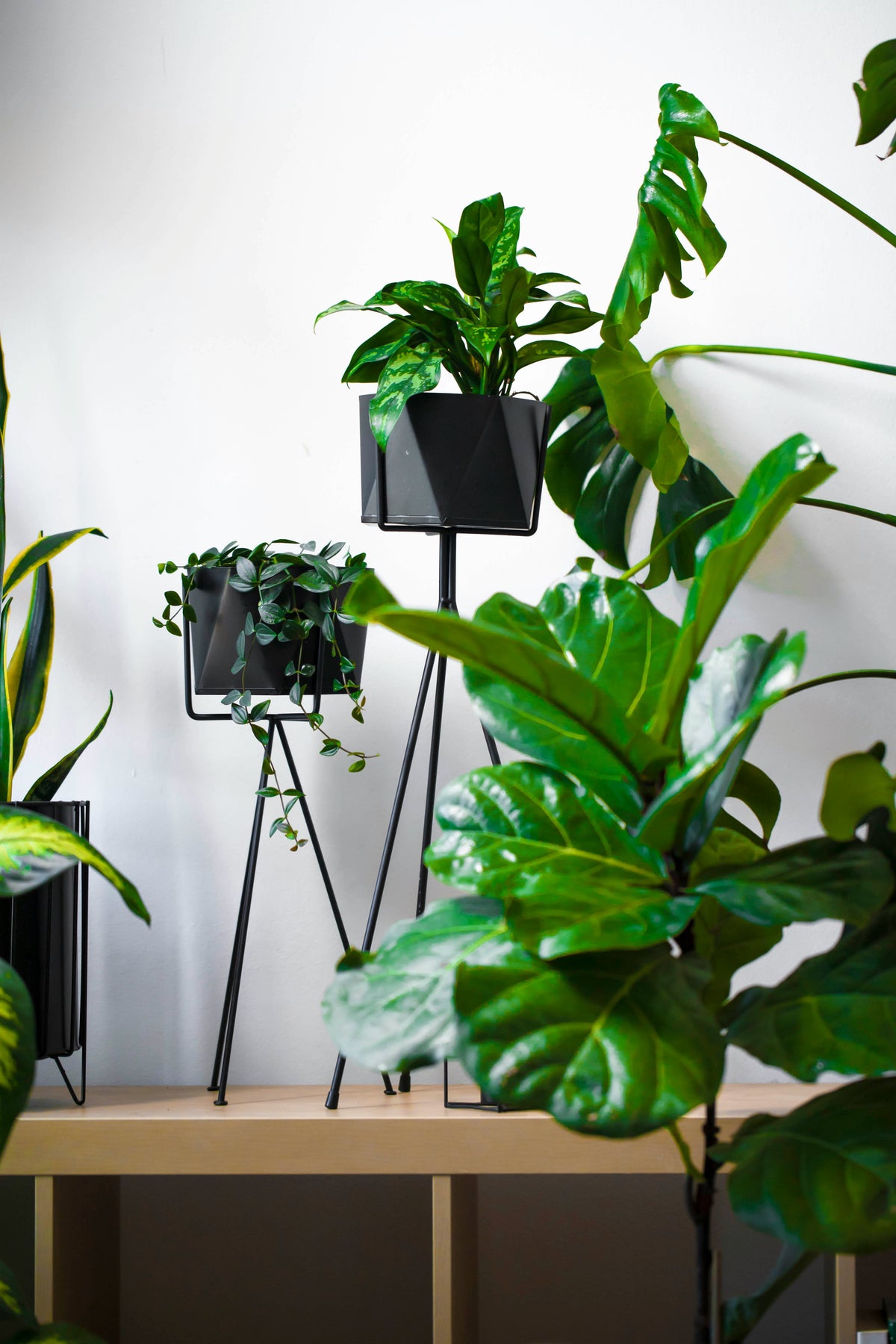 Mid-Century Modern Plant Stands: A Guide to Clean Lines and Raised Pot Displays