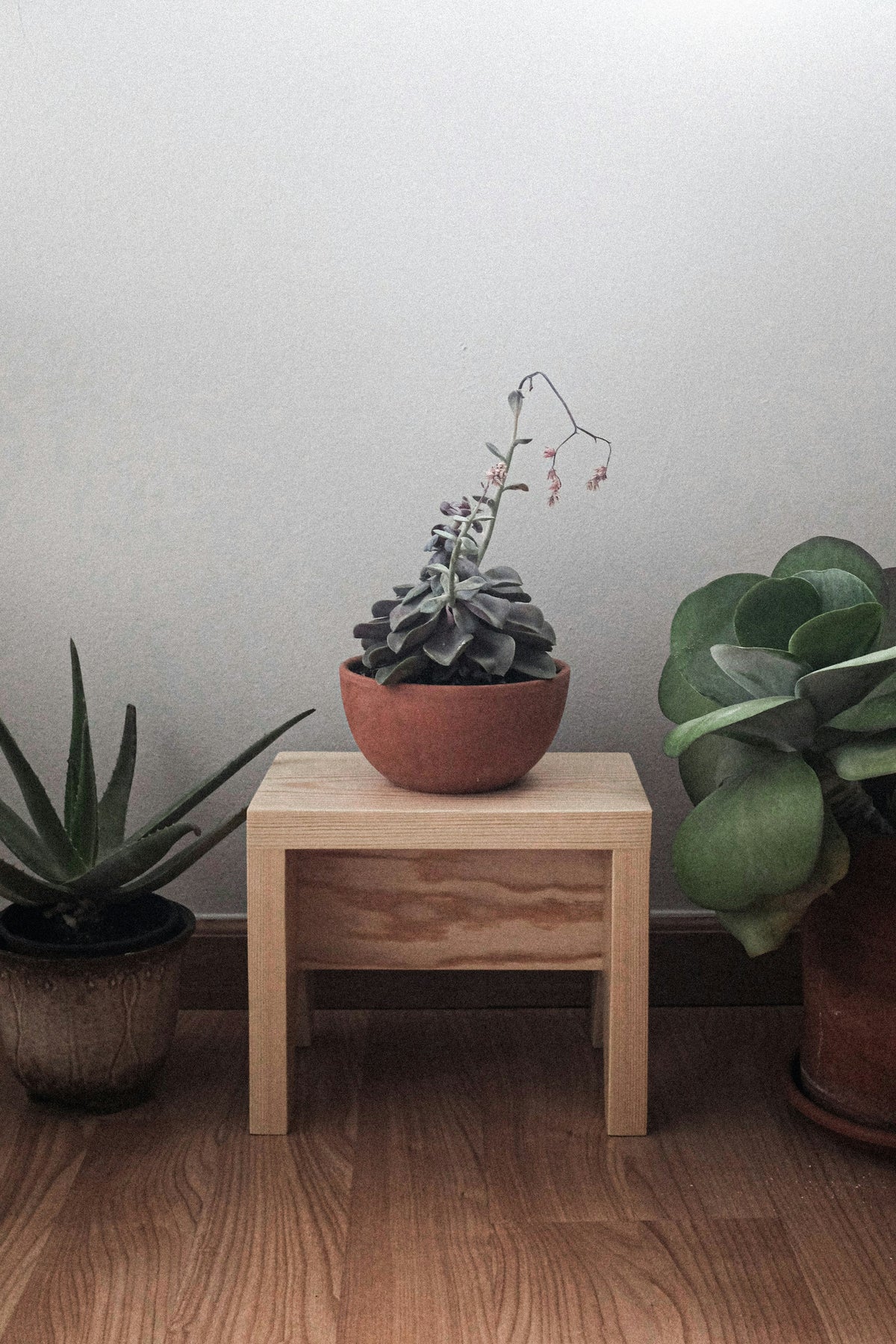 Wooden Plant Stools: How to Style Natural Materials with Indoor Greenery