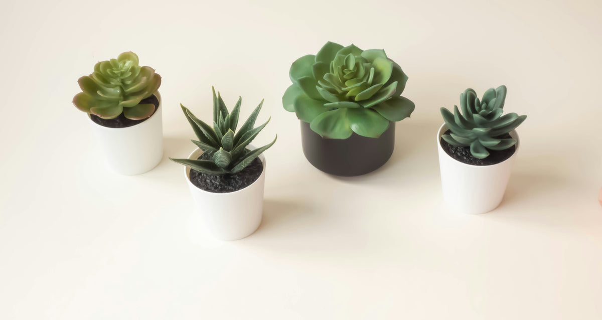 Tabletop Plant Stands: How to Elevate Small Pots, Succulents, and Decorative Objects