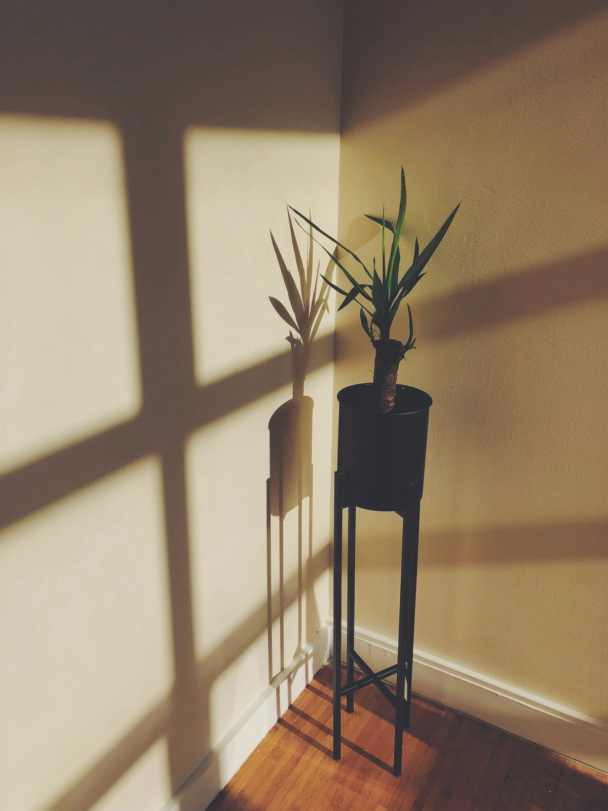 Two-Pack Plant Stands: When Matching Sets Make Decorating Easier