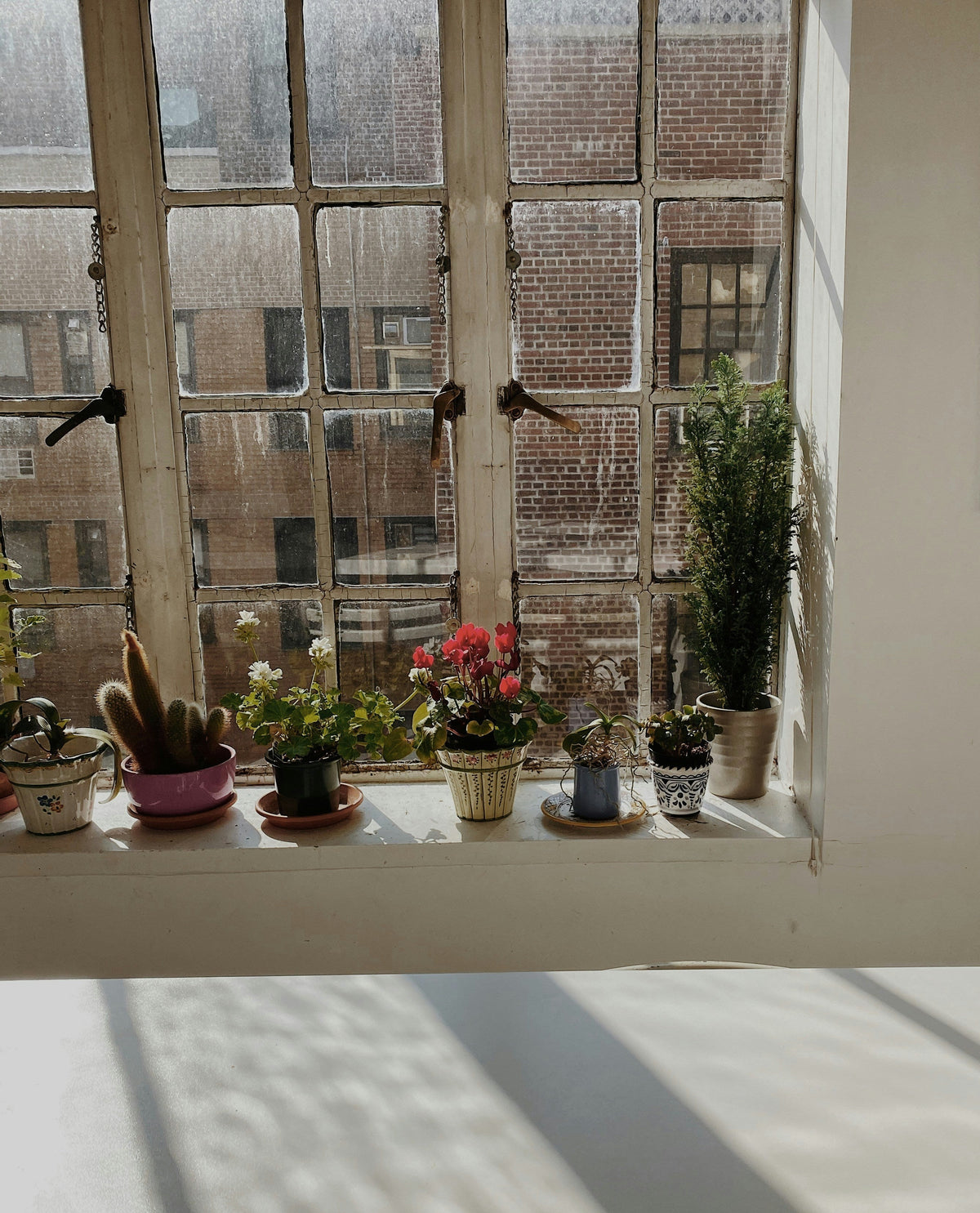 Plant Stands for Windowsills: How to Maximize Light Without Blocking the View