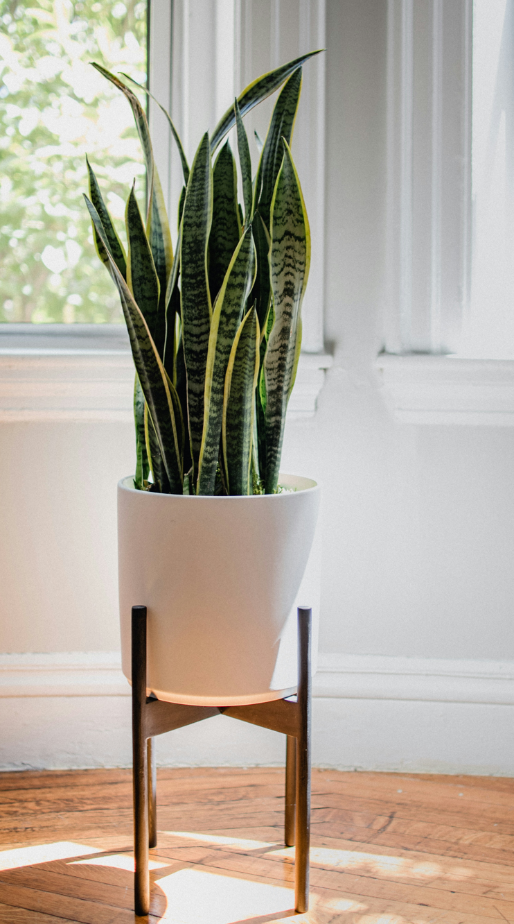 Low Plant Stands: Why Raising Pots Off the Floor Can Improve Your Display