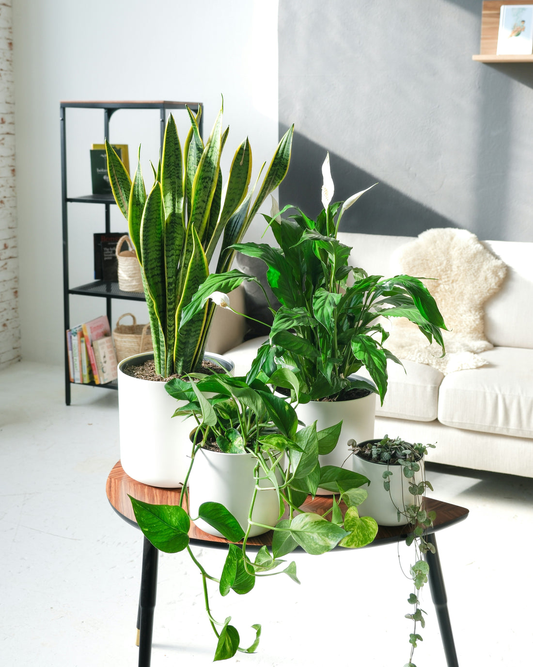 Round Metal Plant Stands: A Practical Guide to Size, Fit, and Stability