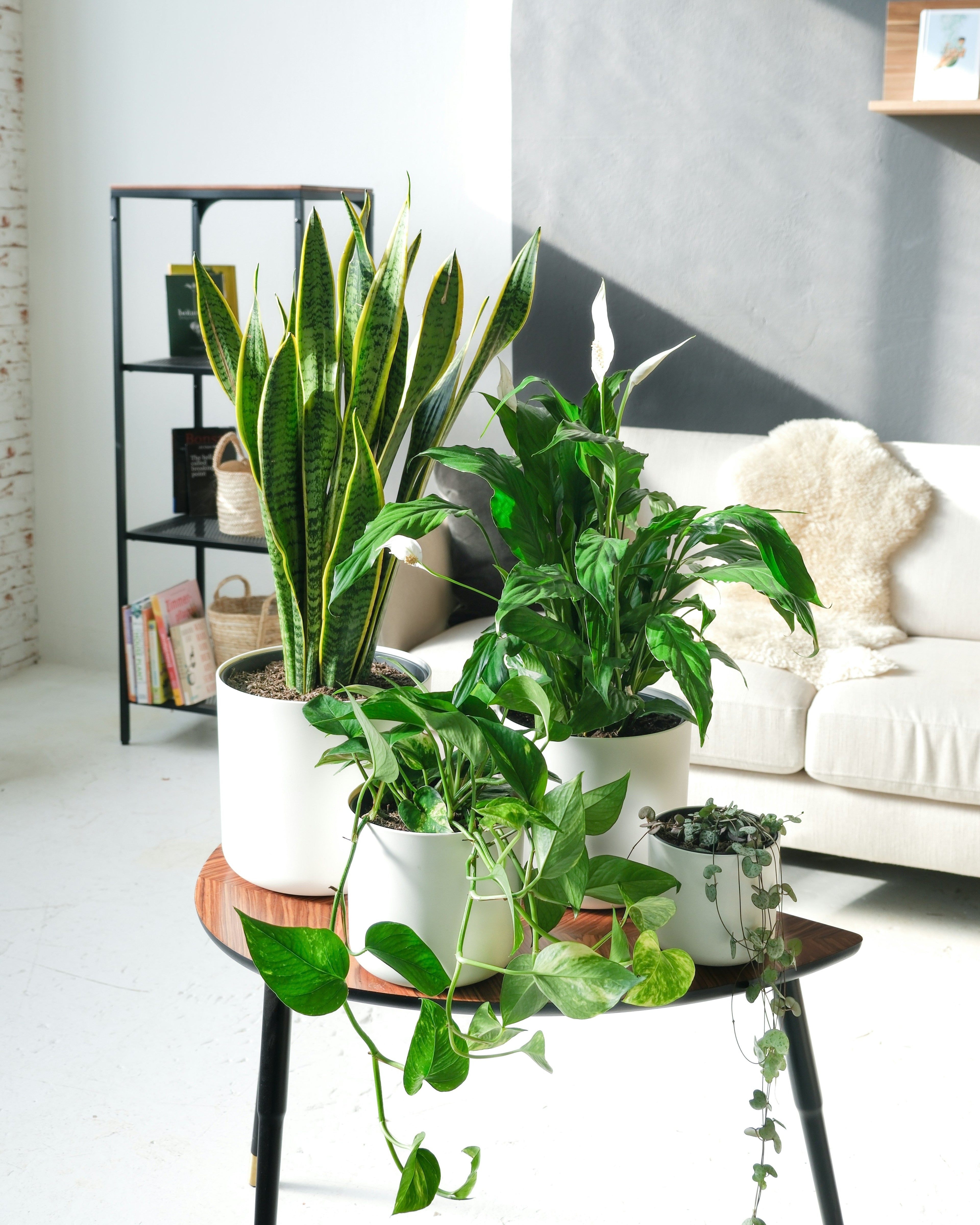 Round Metal Plant Stands: A Practical Guide to Size, Fit, and Stability