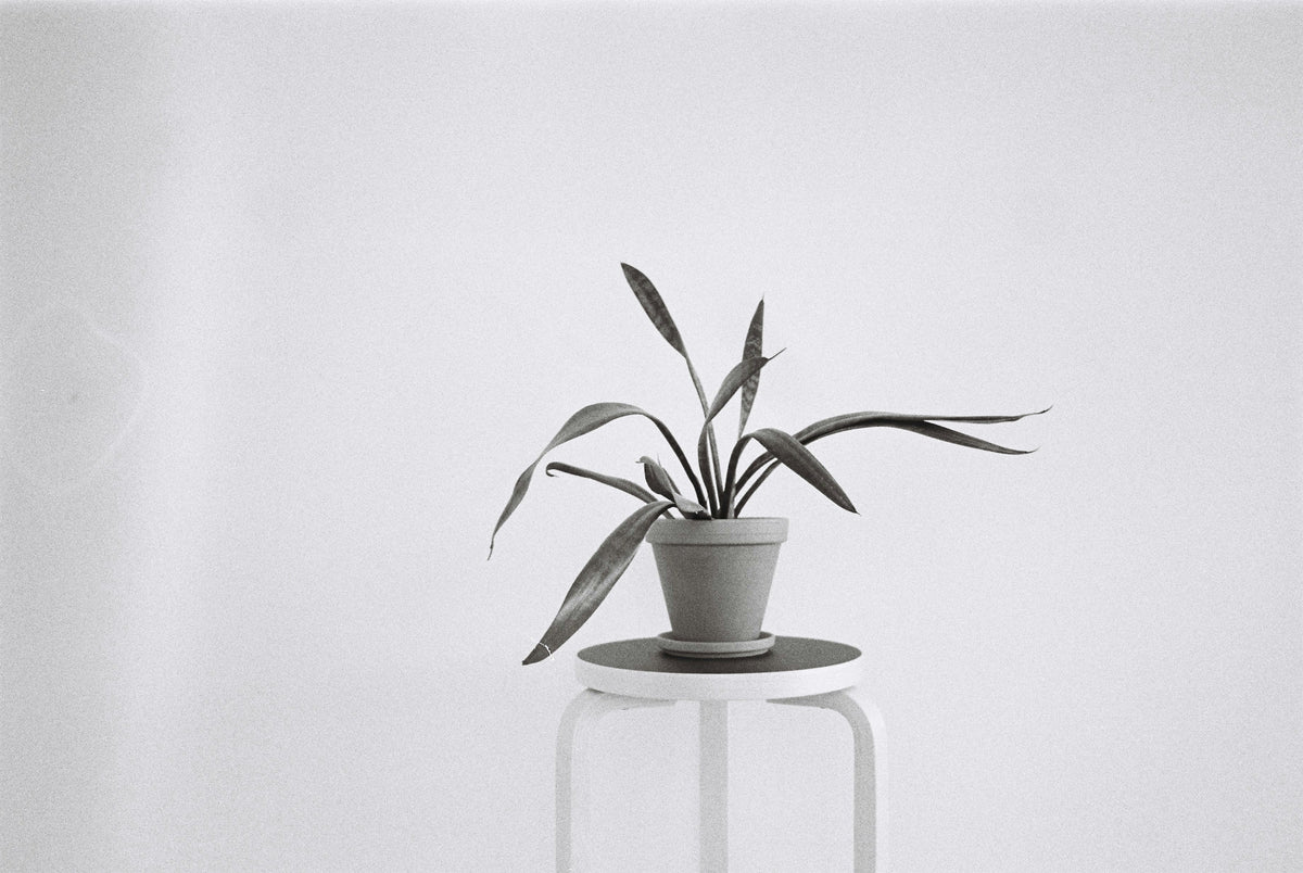 How to Clean and Maintain Metal, Wood, and Rattan Plant Stands