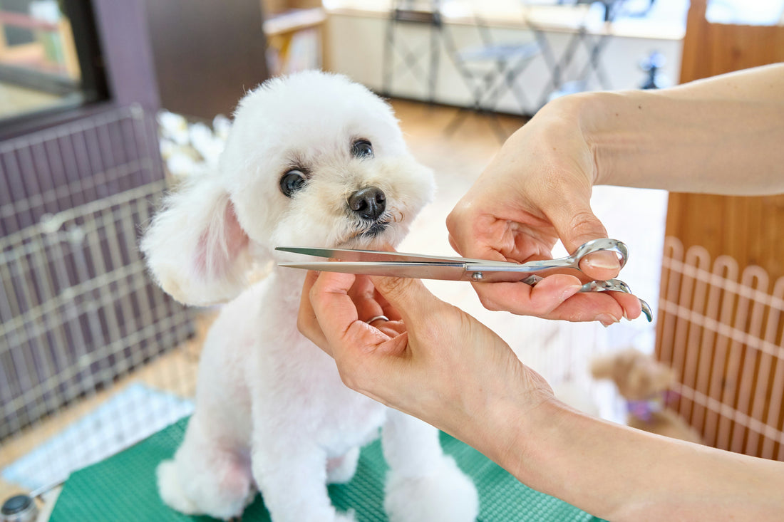traight, Curved, Blender, and Chunker Dog Grooming Scissors Explained