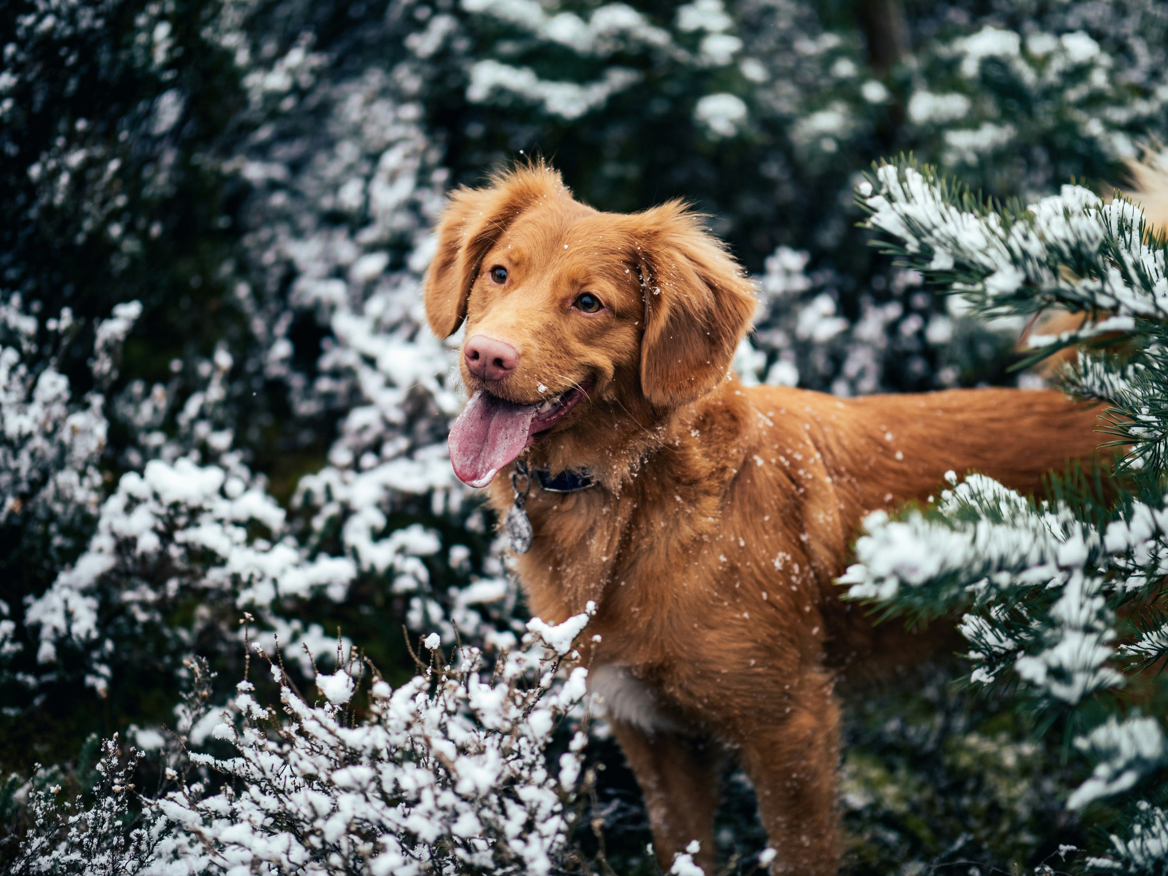 Dog Winter Coat Buying Guide: How to Choose Size, Coverage, and Fit