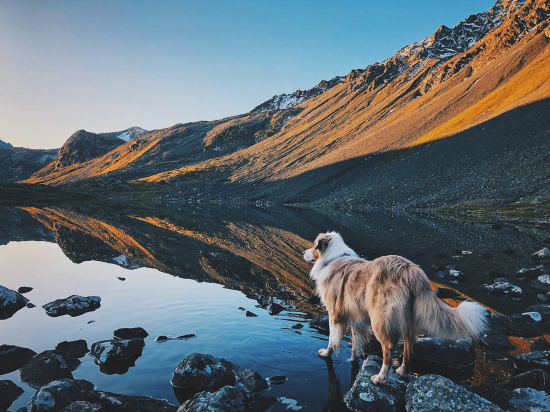 Reflective Dog Snowsuits: What to Consider for Winter Walks and Outdoor Visibility