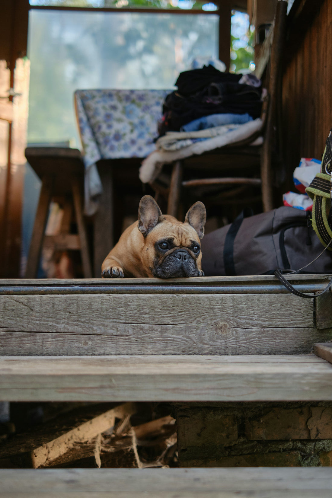French Bulldog Solar Lanterns: Styling Dog-Themed Garden Decor for Patios and Pathways