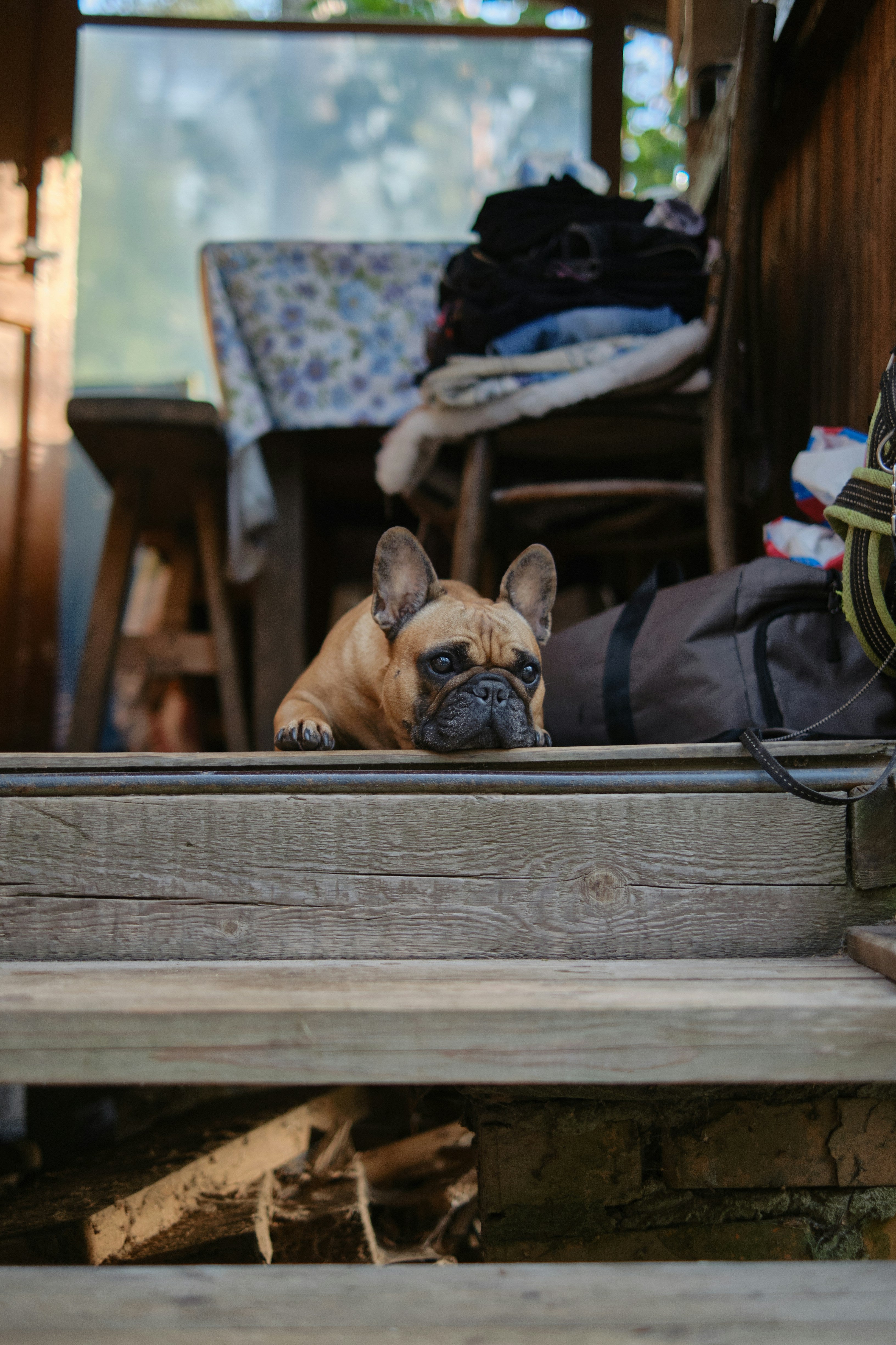 French Bulldog Solar Lanterns: Styling Dog-Themed Garden Decor for Patios and Pathways