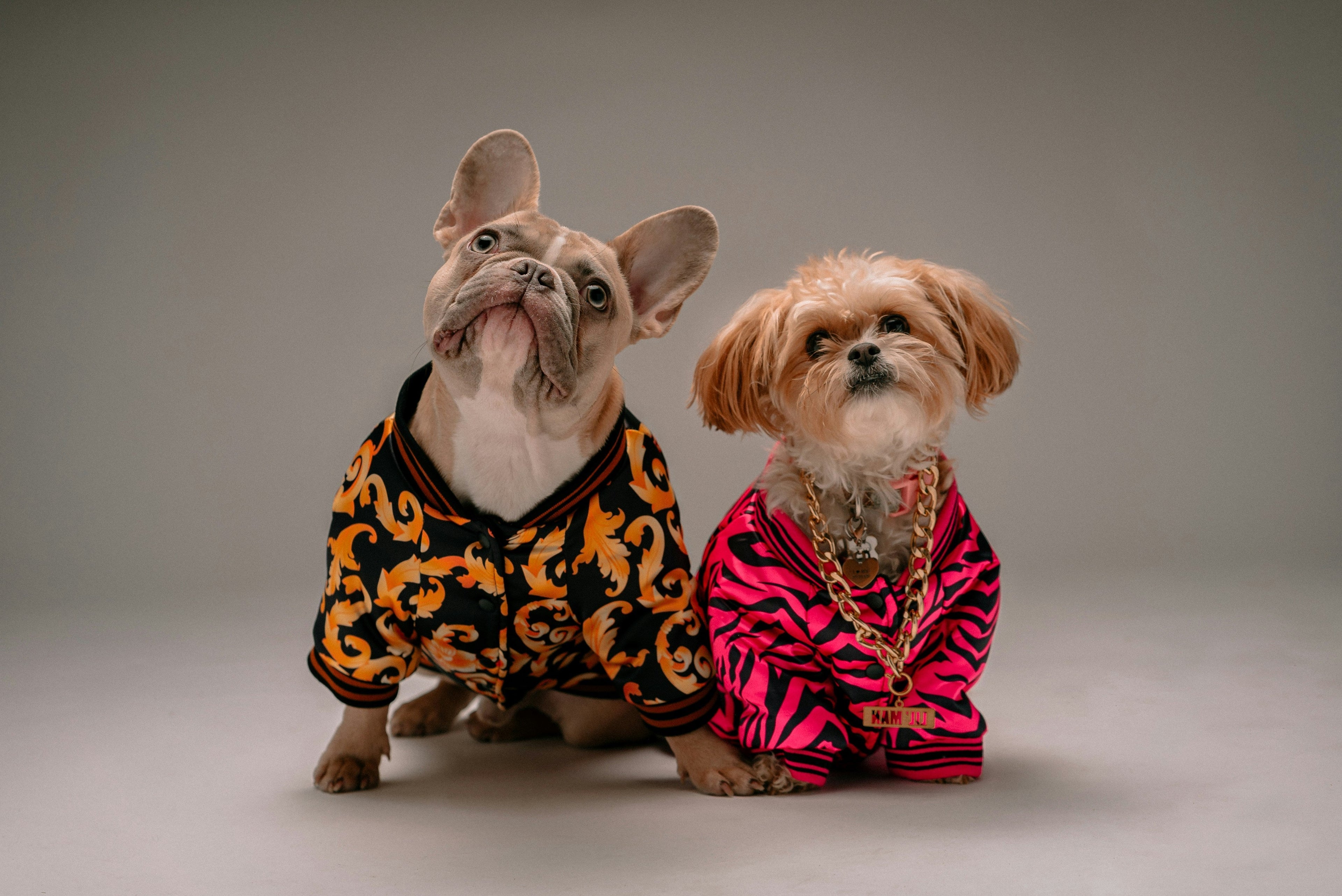 Fleece Dog Pajamas and Onesies: How to Choose Cozy Indoor Clothes for Small Dogs