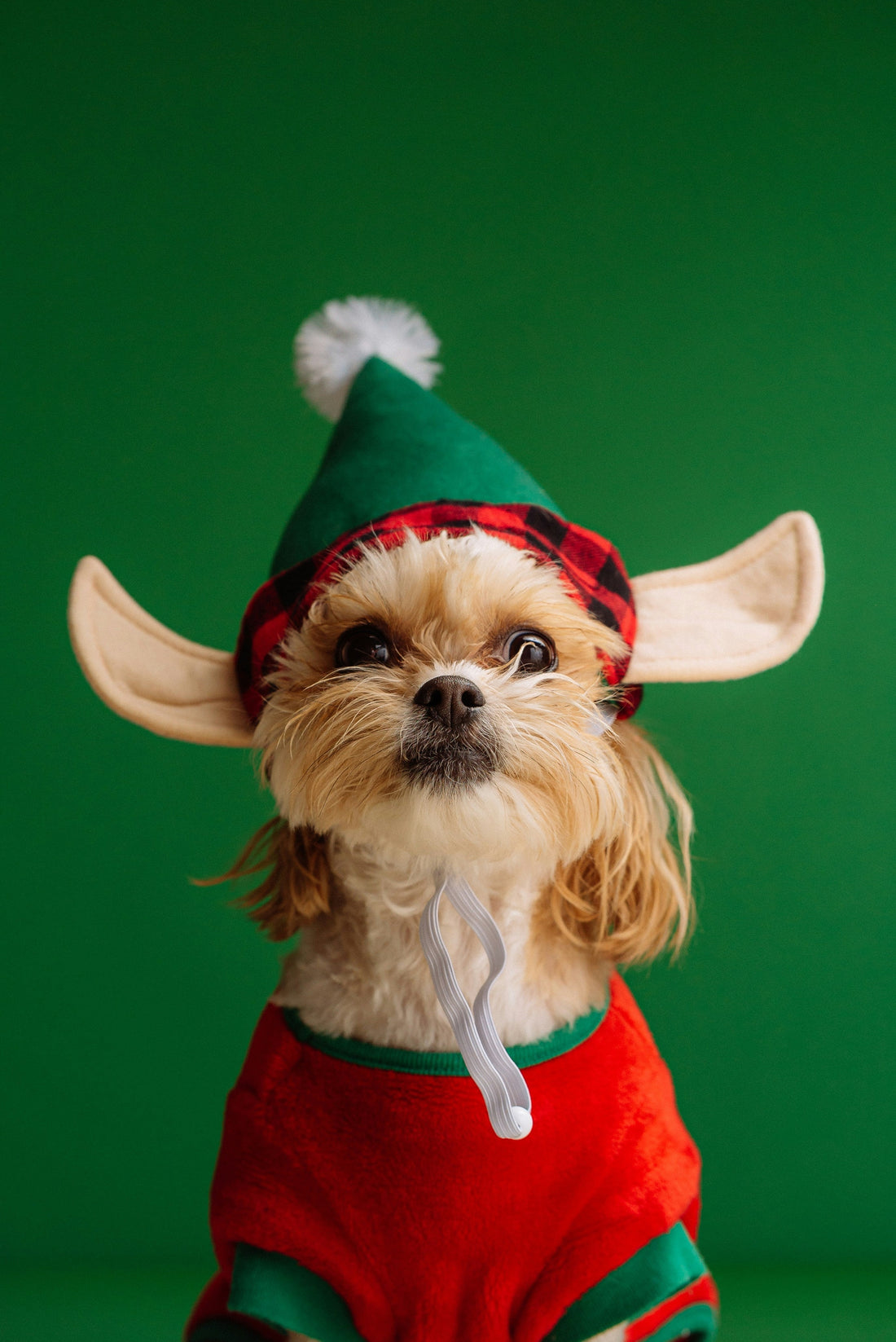 Christmas Dog Hoodies: How to Choose a Festive Outfit That Still Fits Comfortably