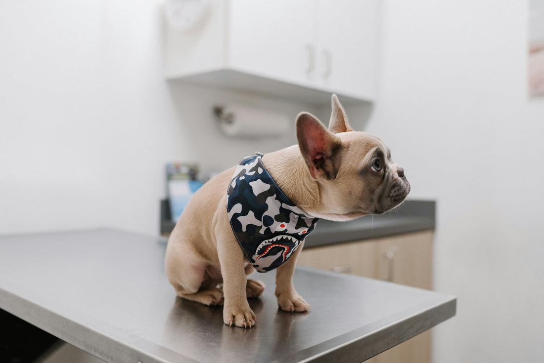 Dog Recovery Suits: What to Check for Fit and Everyday Use After Veterinary Procedures