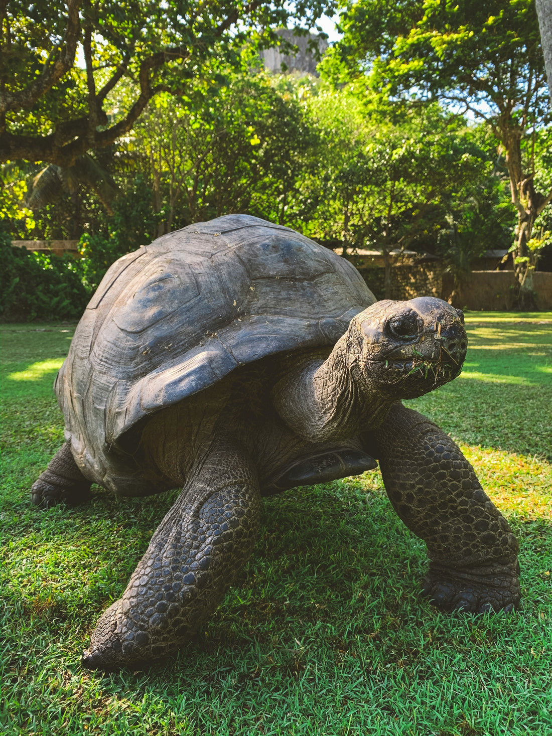 Turtle and Tortoise Garden Decor: Styling Solar Statues for Patios, Lawns, and Flower Beds