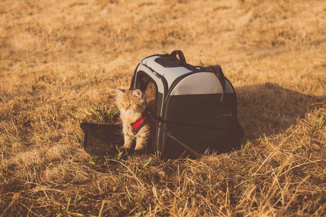 Soft-Sided Pet Carriers: What to Look for Before Traveling With a Small Dog or Cat
