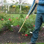 CobraHead® Long Handle Weeder & Cultivator Garden Tool - Forged Steel Blade - Natural 60-Inch Hardwood Handle - Ergonomically Designed for Digging, Edging & Planting - for Gardeners Over 6'2" Tall