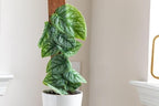 Monstera Dubia Soil Blend - Ensures Superior Aeration and Drainage for Vibrant Growth - 5 Quart