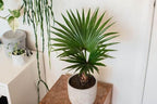 GARDENERA Palm Tree Potting Mix - The Ultimate Soil for Strong and Healthy Palms - Top Choice for Palm Tree Growers [4 Quart Bag]
