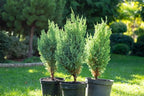GARDENERA Premium Juniper Potting Soil Mix - Perfect Balance of Nutrients, Drainage, and Aeration for Healthy Juniper Trees - 2 Quart