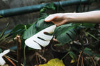 GARDENERA Monstera Borsigiana Potting Mix - Optimal Nutrients for Vibrant Growth - 1 Quart