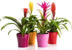 Gardenera Bromeliad Planting Mix - Promote Robust Root Development and Lush Foliage - 4 QUARTS