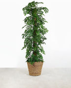 GARDENERA Monstera Adansonii Premium Potting Mixture: Promote Aeration, Drainage & Nutrient Uptake - 2 Quart