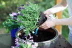 Gardenera Lavender Planting Mix - Promote Healthy Root Development and Aromatic Flowers - 4 QUARTS