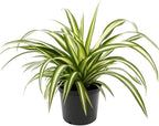 GARDENERA Premium Spider Plant Potting Soil Mix - (3 Quart Bag)