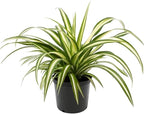 GARDENERA Premium Spider Plant Potting Soil Mix (4 Bags of 5 Quart)