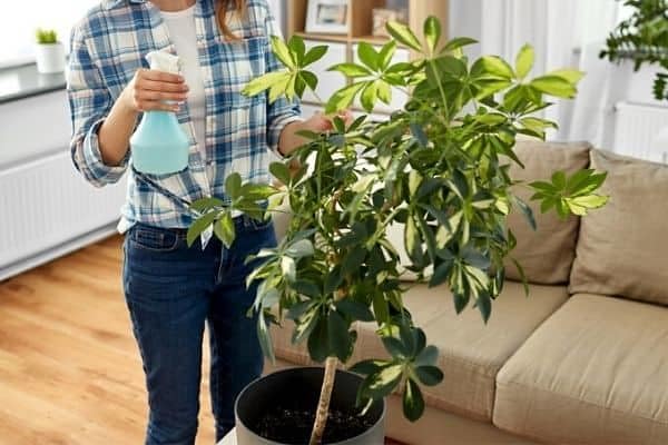 Gardenera Umbrella Plant Premium Potting Mix - 10 Quart - Nourish Your Plants with Nature's Finest Ingredients (2 Bags of 5 Quart)