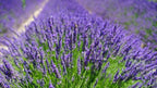 Premium Lavender Potting Soil by Gardenera - Unlock The Full Potential of Your Lavender Plants - 5 QUARTS