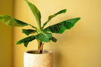 Gardenera Banana Tree Potting Soil - All-Natural Blend for Thriving Banana Trees - Promotes Deep Root Penetration and Optimal Nutrient Uptake (10 Quart)