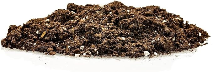 GARDENERA Premium Snake Plant Potting Soil Mix, Green Sansevieria Trifascatia Zeylanica Plants, Plant or Re-Pot Your Snake Plant - (2 Quart Bag)