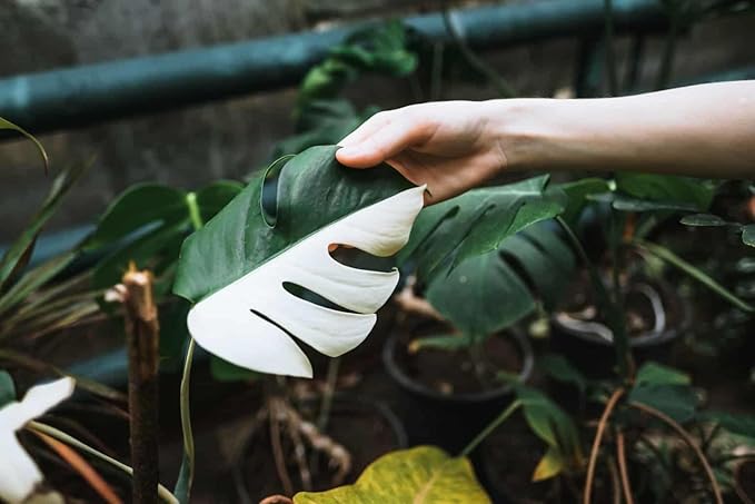 Premium Monstera Borsigiana Potting Soil - Enhanced Drainage and Aeration for Healthy Foliage by Gardenera - 3 Quart